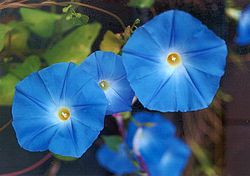 ipomoea_tricolor-1